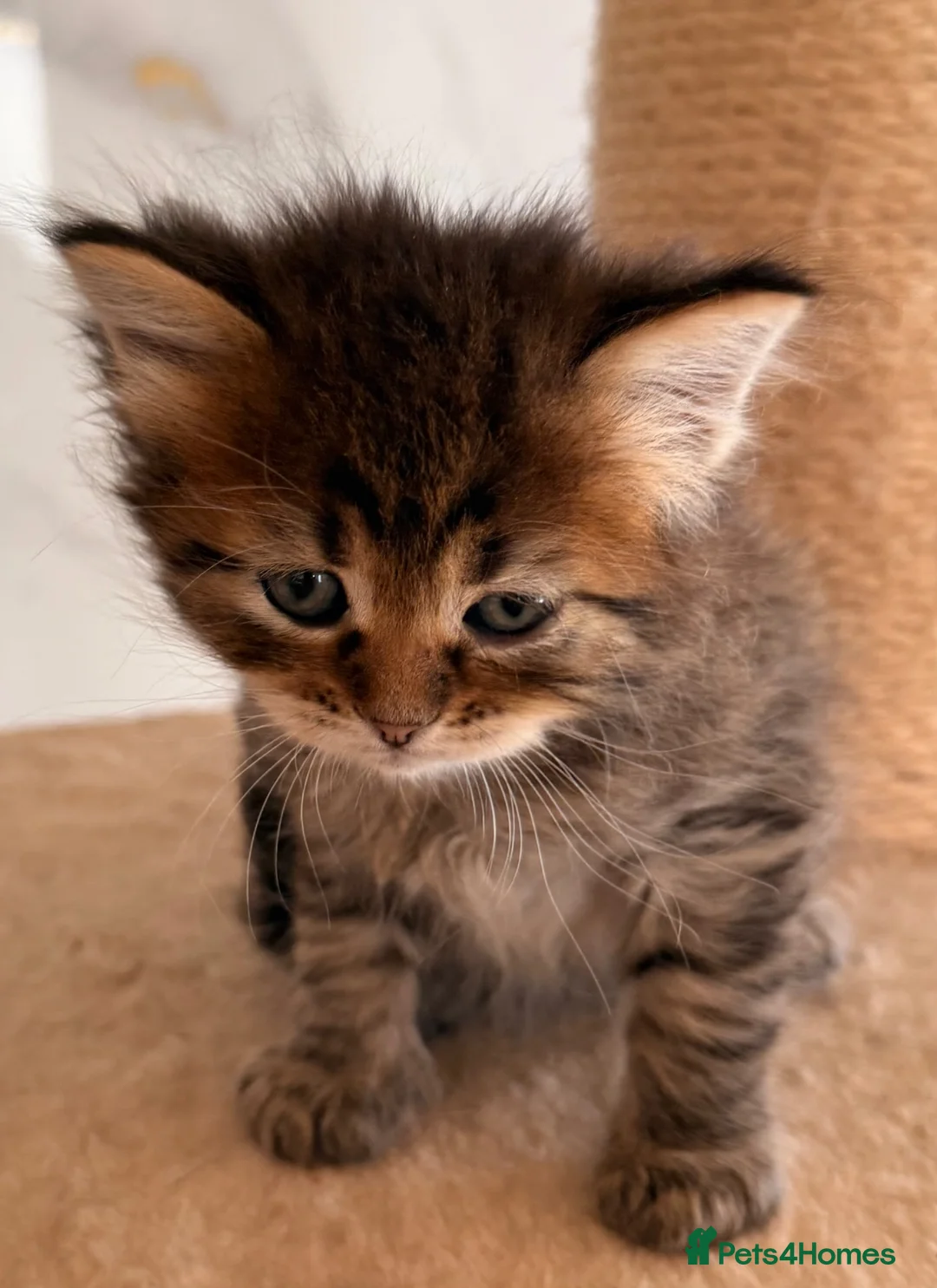 Siberian cats for sale: New imported lines Siberian kittens - Advert 18