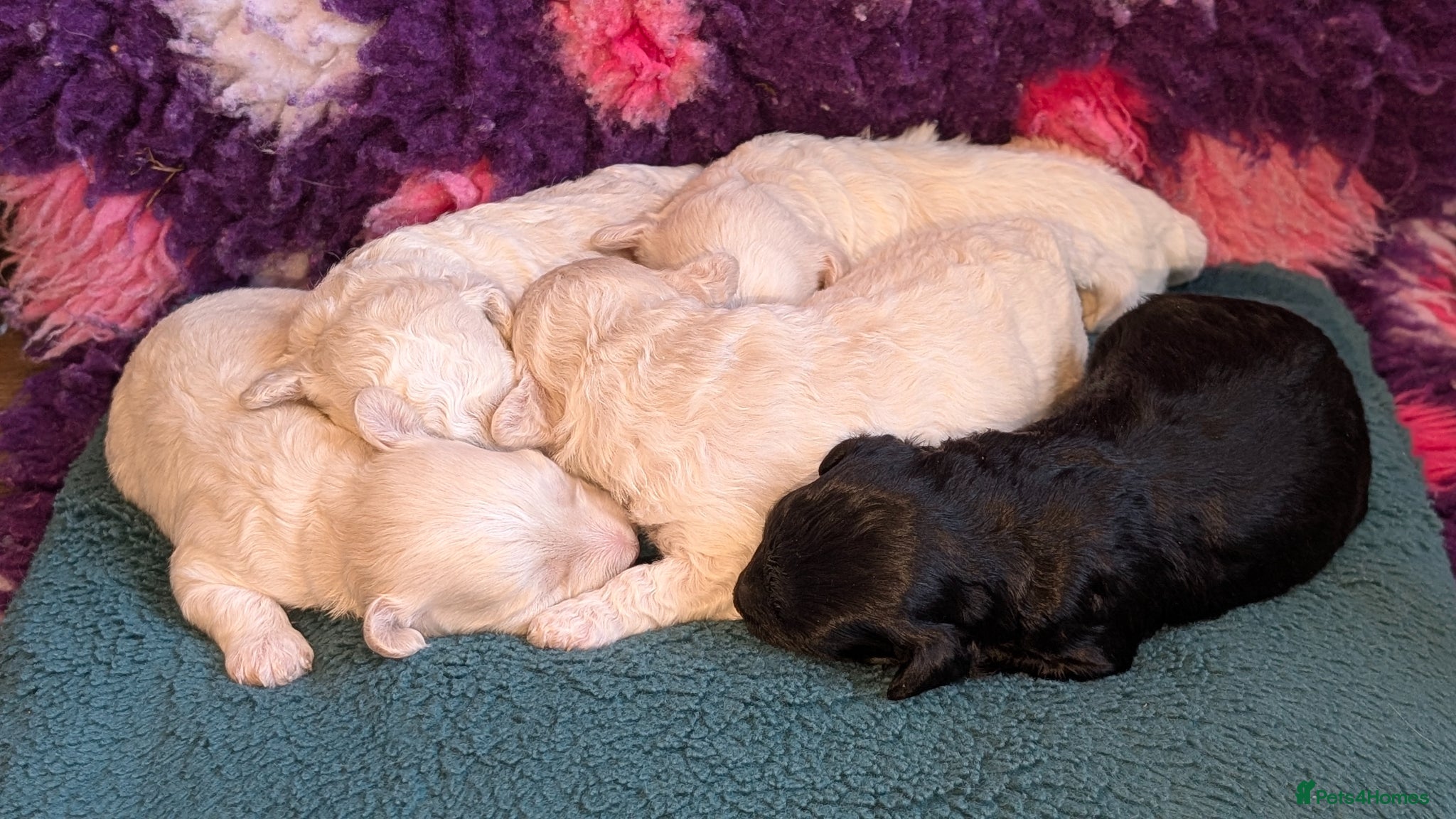 Maltipoo dogs for sale: Dna Genetically health tested maltipoos in Swindon - Advert 16