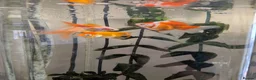 Fancy Goldfish fish for sale: 4 Fancy Goldfish for sale - Advert 3