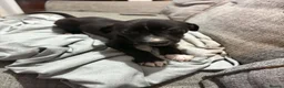 Lurcher dogs for sale: saluki bull grey cross saluki collie grey  - Advert 4