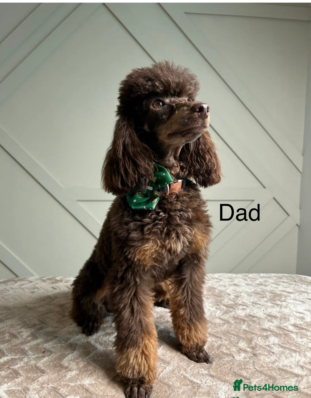 Maltipoo dogs for sale: 💎 Adorable Maltipoo Puppies ❤️ - Advert 20