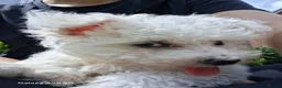 Bichon Frise dogs for sale:  Bichon Frise Female Puppy for Sale - Advert 9