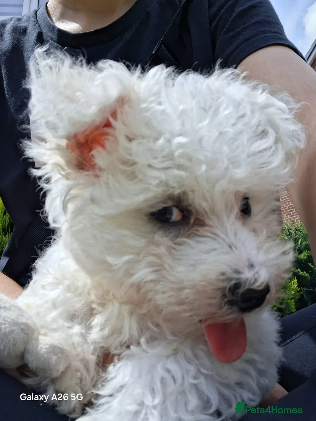 Bichon Frise dogs for sale:  Bichon Frise Female Puppy for Sale - Advert 9