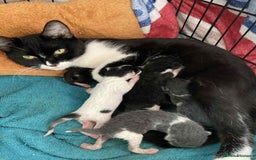 Mixed Breed cats for sale: 4 playful tuxedo kittens for sale - Image 7