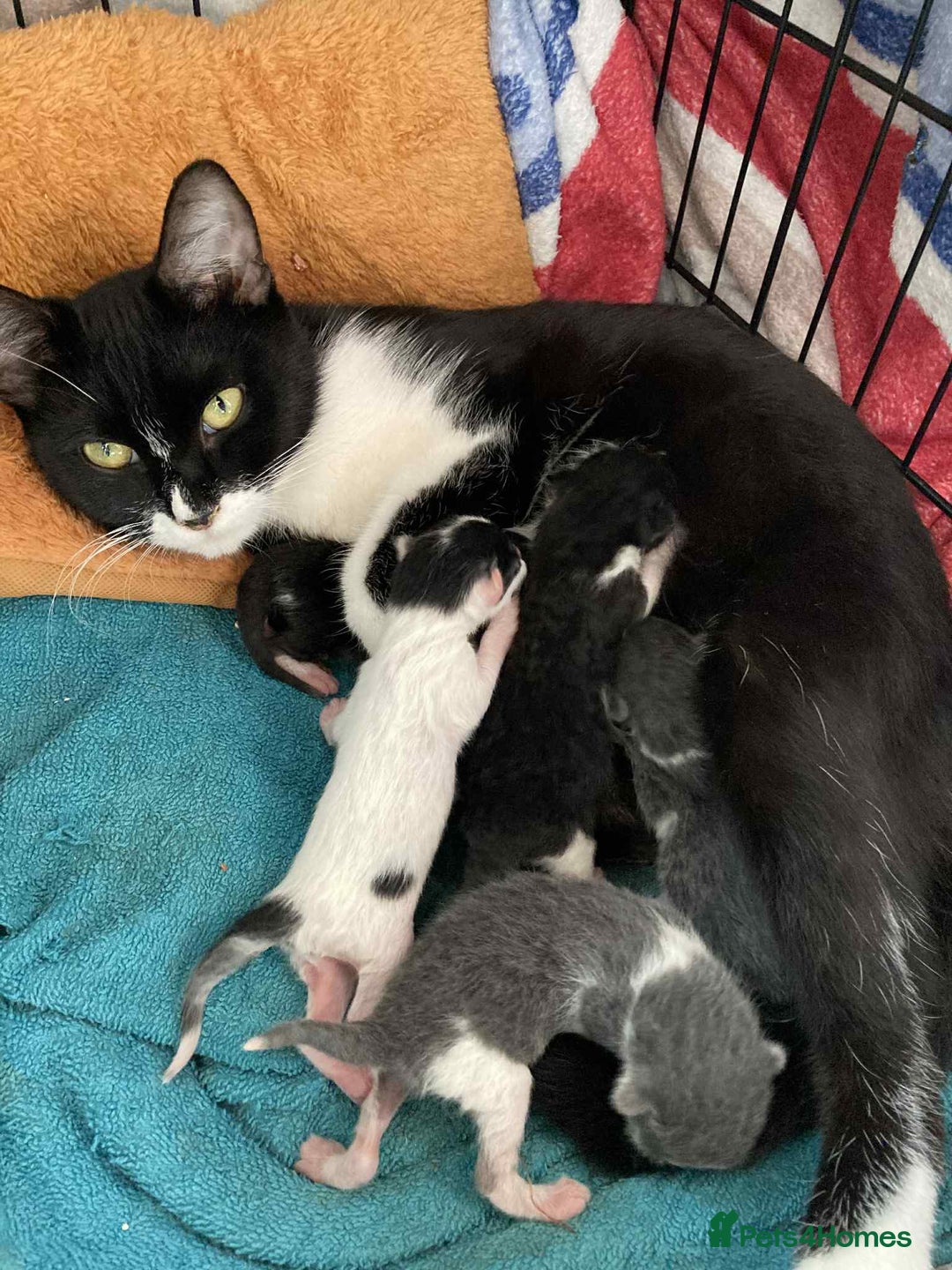 Mixed Breed cats for sale: 4 playful tuxedo kittens for sale - Image 7