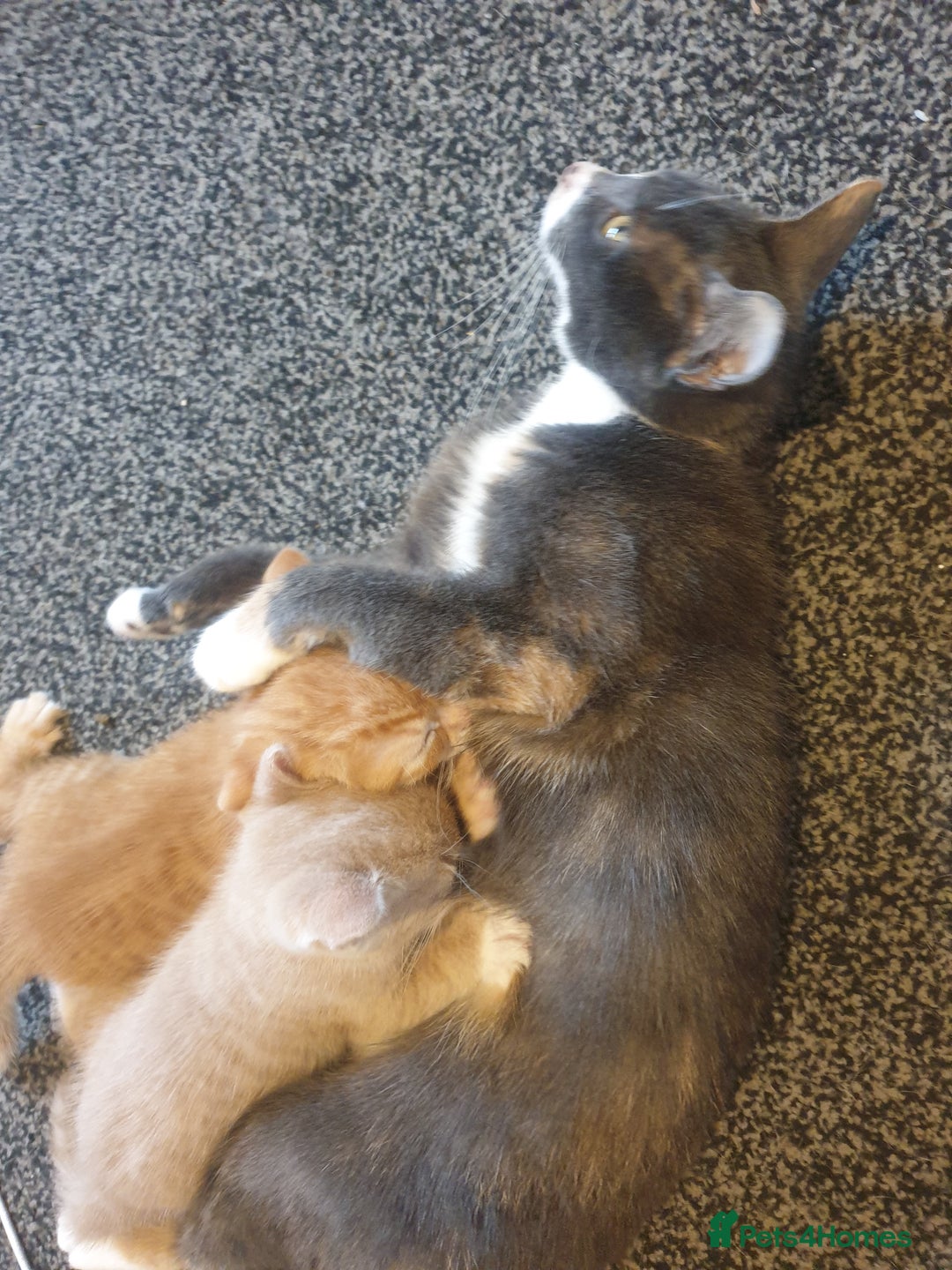 Domestic Shorthair cats for sale: 2 gorgeous ginger boys - Advert 3
