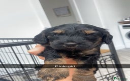 Cockapoo dogs for sale: Beautiful tri cockerpoos  - Image 12