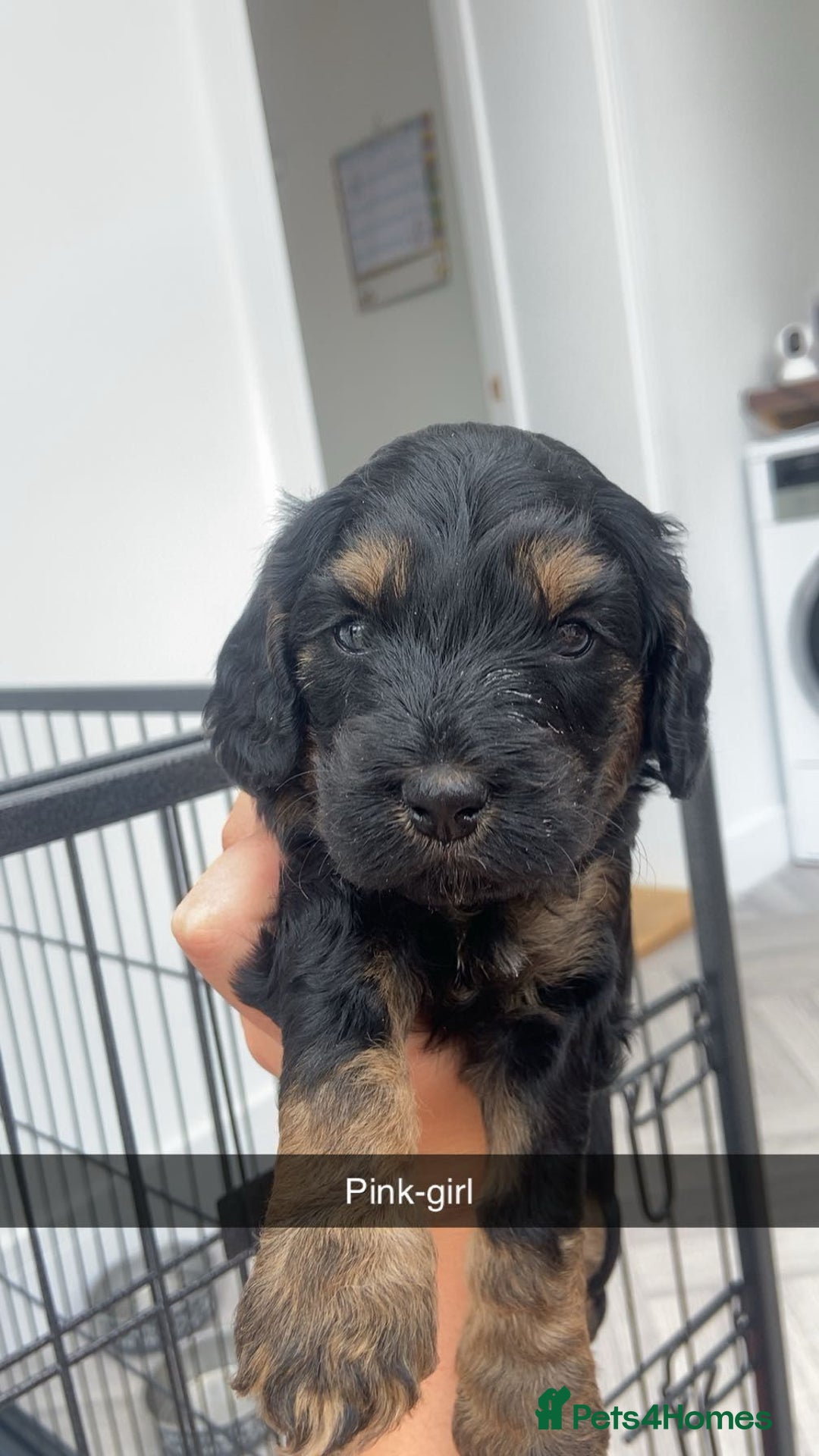 Cockapoo dogs for sale: Beautiful tri cockerpoos  - Image 12