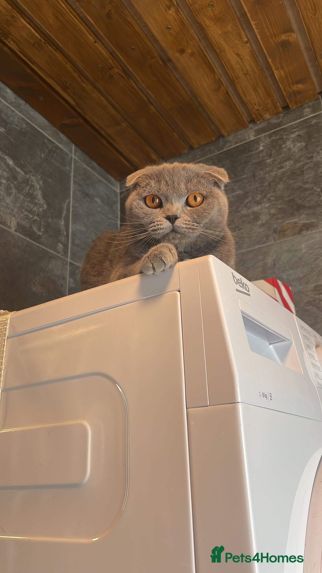 British Shorthair cats for sale: Beautiful British cat  - Image 6