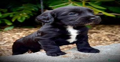 Cocker Spaniel dogs - Advert 11