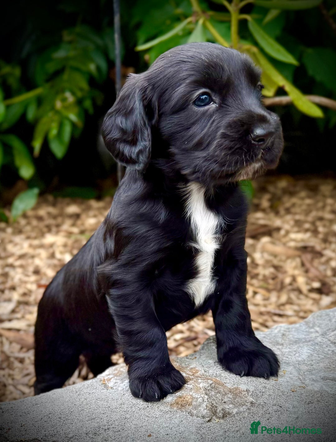 Cocker Spaniel dogs for sale: KC Registered Working Cocker Spaniel  - Image 2