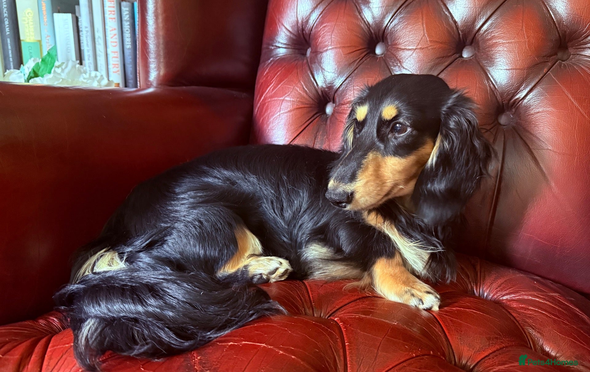 Miniature Dachshund dogs Longhaired Mini Dachshund Black&Cream Stud  - Advert 1