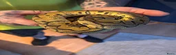Python Snake reptiles for sale: Royal Python  - Advert 4