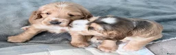 Cocker Spaniel dogs for sale: Bella’s Cocker Spaniel Puppies – 4 Boys, 1 Girl in Bedford - Advert 12