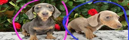 Miniature Dachshund dogs for sale: READY NOW VERY PETIT MINIDAXIS KC REG PRA CLR - Advert 4