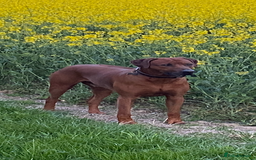 Rhodesian Ridgeback dogs for stud: (Our Duke) in Leominster - Image 11