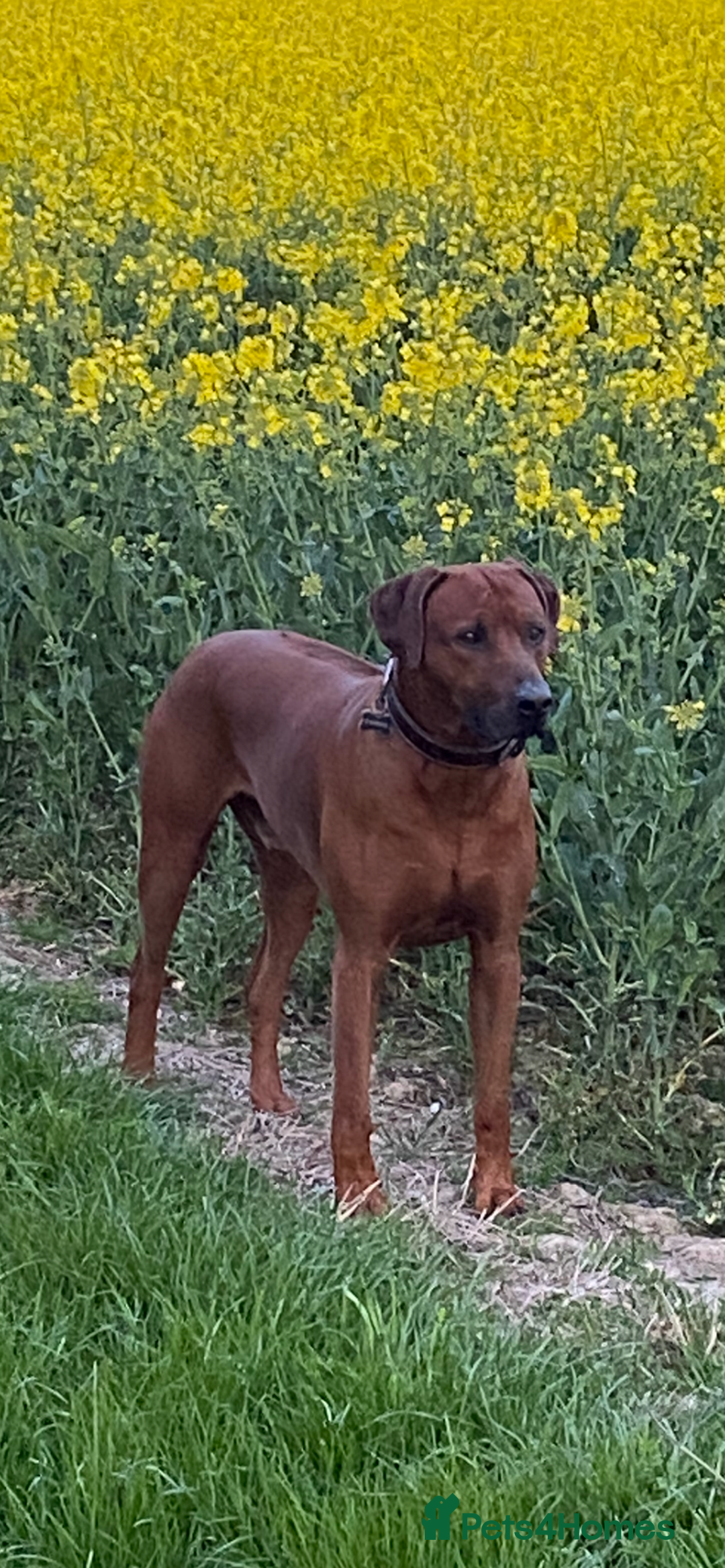 Rhodesian Ridgeback dogs for stud: (Our Duke) in Leominster - Image 11