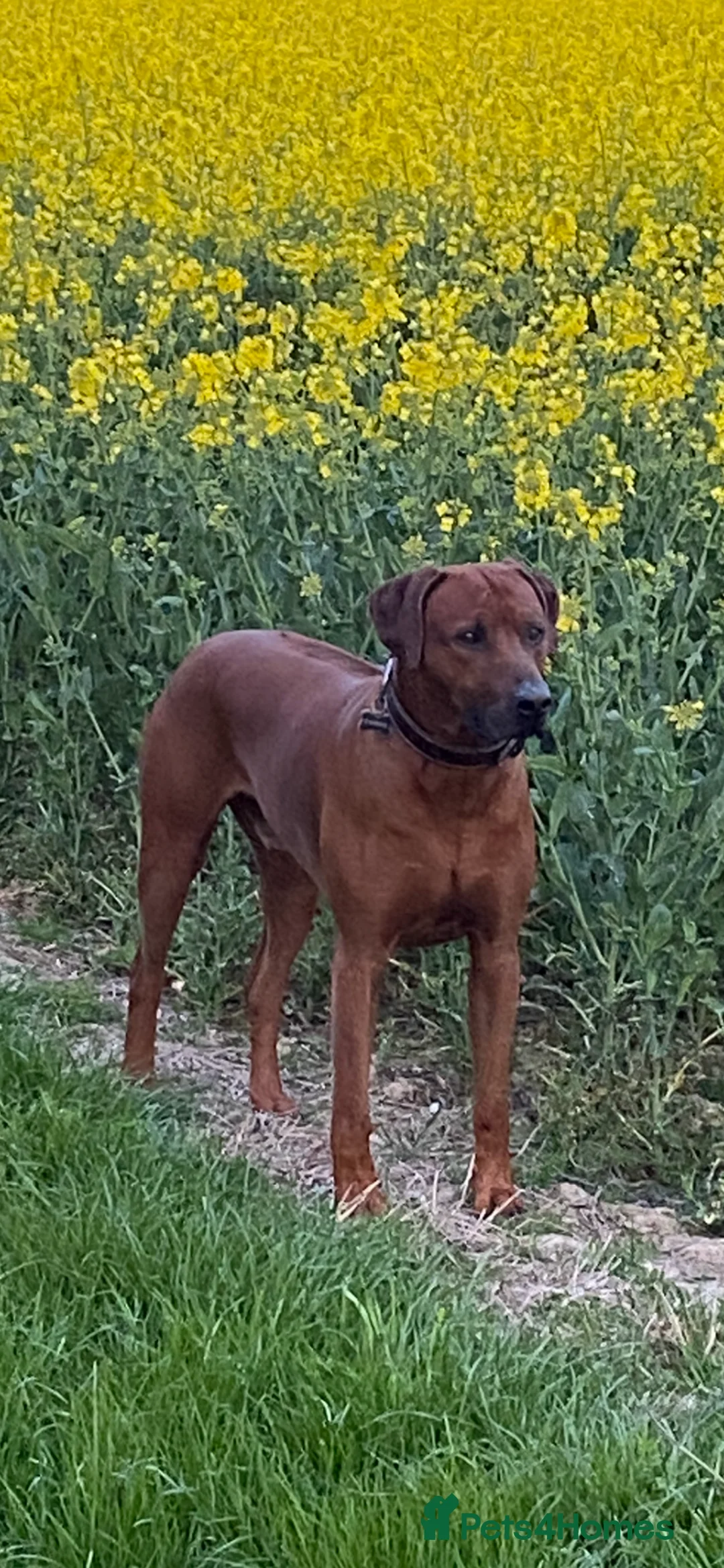 Rhodesian Ridgeback dogs for stud: (Our Duke) in Leominster - Advert 11