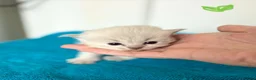 Ragdoll cats for sale: Blue Lynx Ragdoll kittens - Advert 23