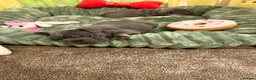 French Bulldog dogs for sale: French Bulldog Blue & Platinum Puppies  - Advert 23