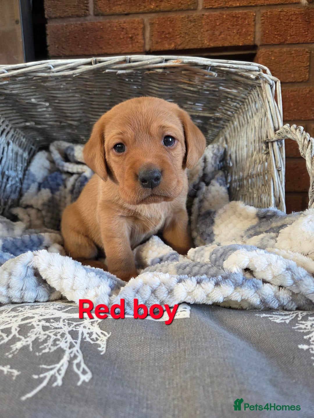 Labrador Retriever dogs for sale: Stunning Red fox labrador puppies  - Advert 38