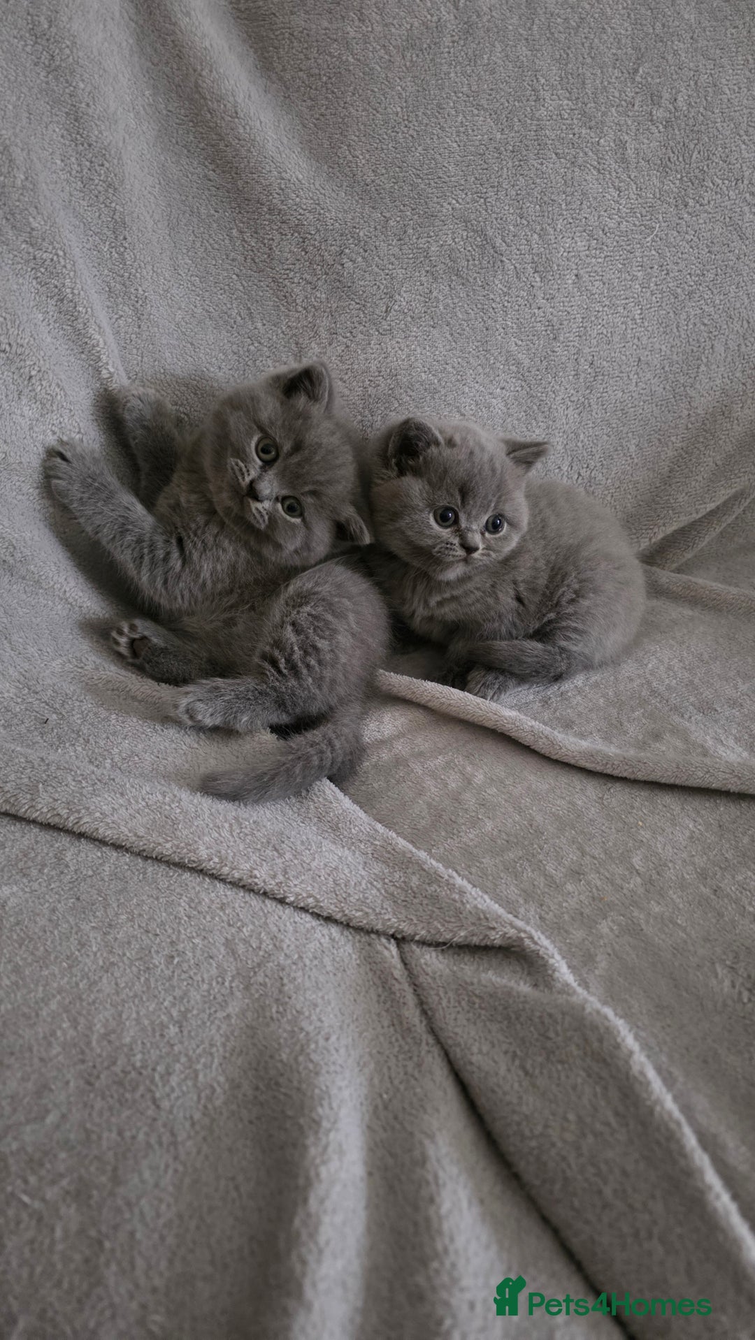 British Shorthair cats for sale: British Shorthair Kittens - 2 girls  - Image 1