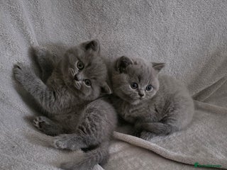 British Shorthair cats for sale - Advert 1
