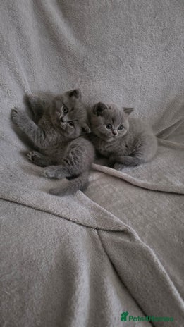 British Shorthair cats - Advert 8