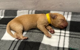 Labrador Retriever dogs for sale: Fox Red Lab Pups 🐶🩵 - Image 12