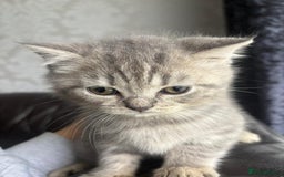 British Shorthair cats for sale: British shorthair kittens - Image 13