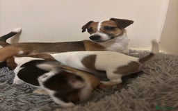 Jack Russell dogs for sale: 2 mini pure jack russel pups - Advert 6