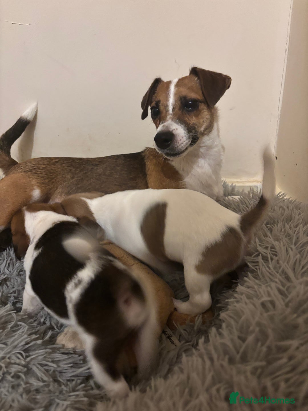 Jack Russell dogs for sale: 2 mini pure jack russel pups - Advert 6