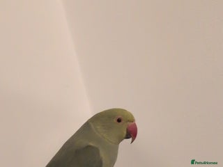 Ringnecks birds - Advert 1