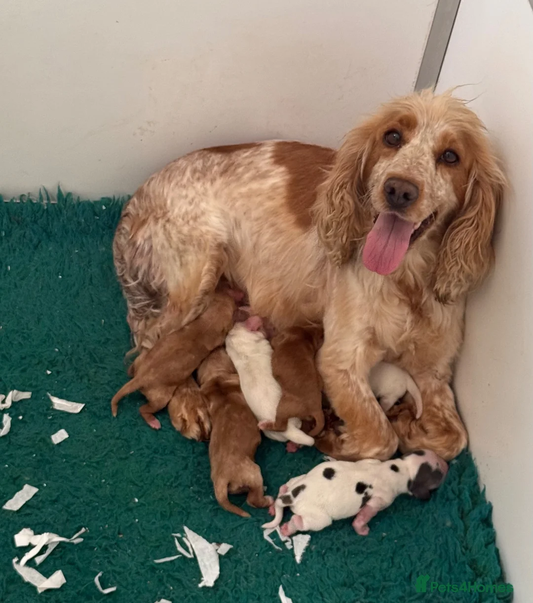 Cocker Spaniel dogs for sale: Kc registered Cocker Spaniels fully DNA clear - Advert 12