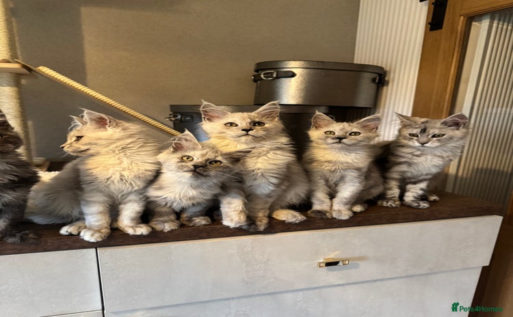 Maine Coon cats - Advert 5