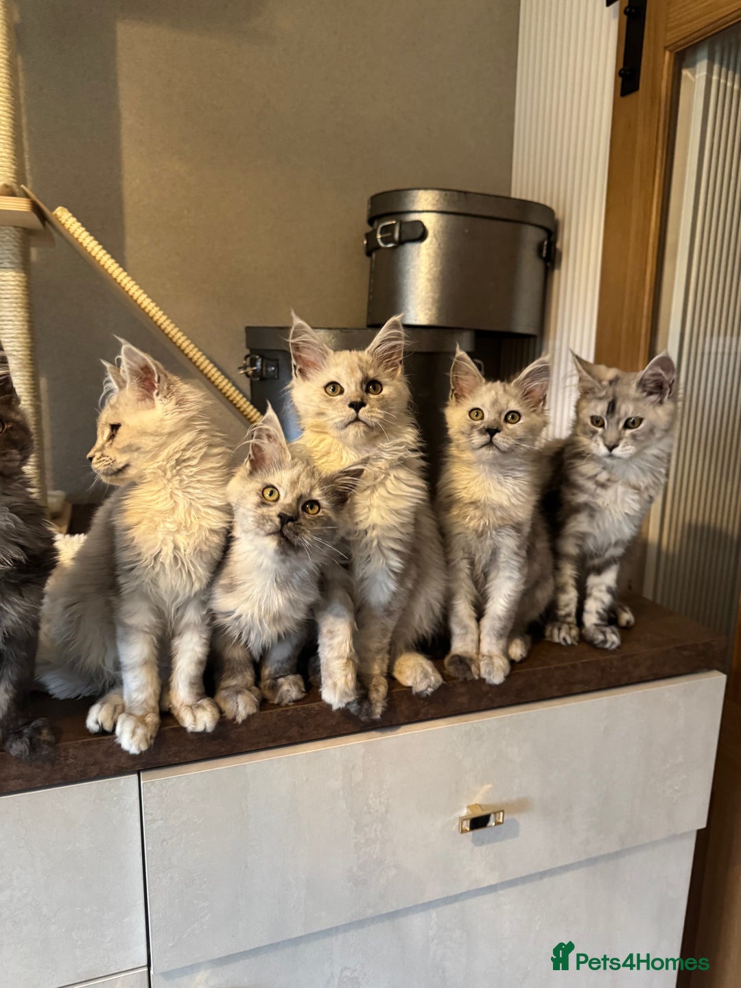 Maine Coon cats for sale: Stunning Maine Coon girls  - Image 1