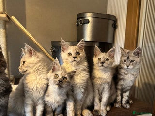 Maine Coon cats - Advert 21