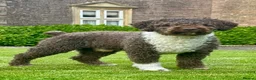Spanish Water Dog dogs for sale: Spanish Water Dog - Advert 3