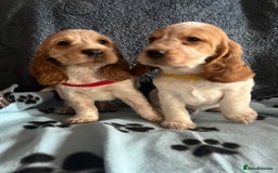 Cocker Spaniel dogs for sale: Stunning show type cocker spaniel puppies  - Image 20