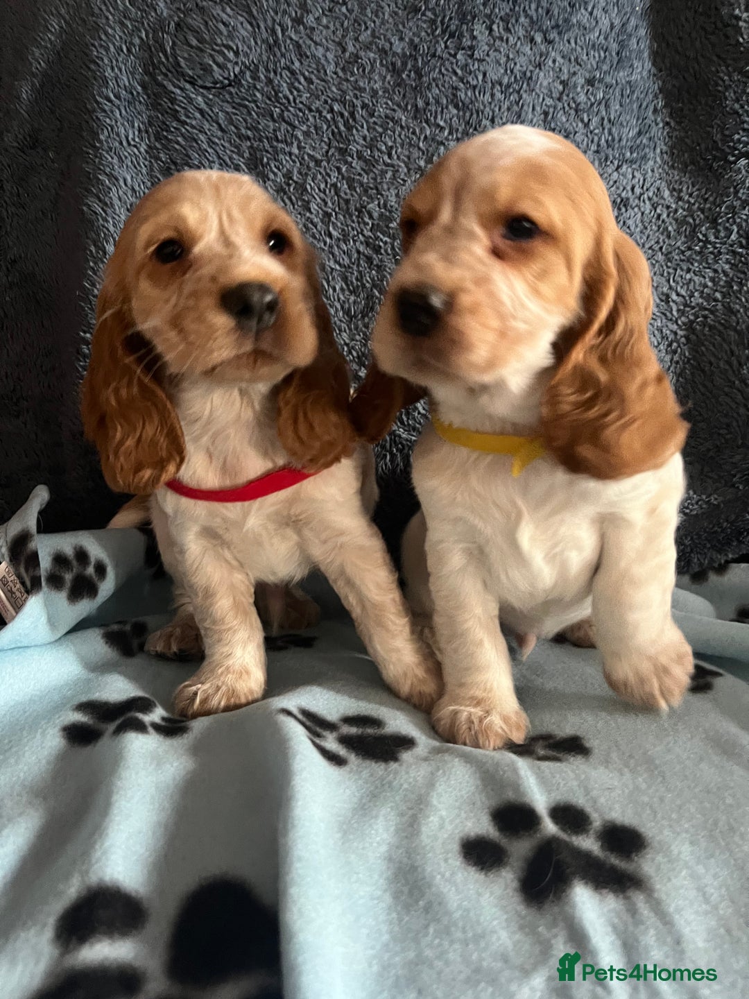 Cocker Spaniel dogs for sale: Stunning show type cocker spaniel puppies  - Image 20