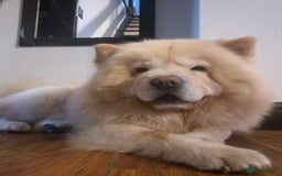 Chow Chow dogs for sale: Male chow chow - Image 5