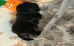 Lhasa Apso dogs for sale: KC Reg Lhasa Apso pups GPRA clear - Image 2