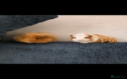 Guinea Pig rodents for sale: 2 Male Guinea Pigs - Image 1