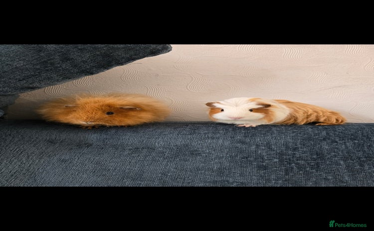 Guinea Pig rodents - Advert 2