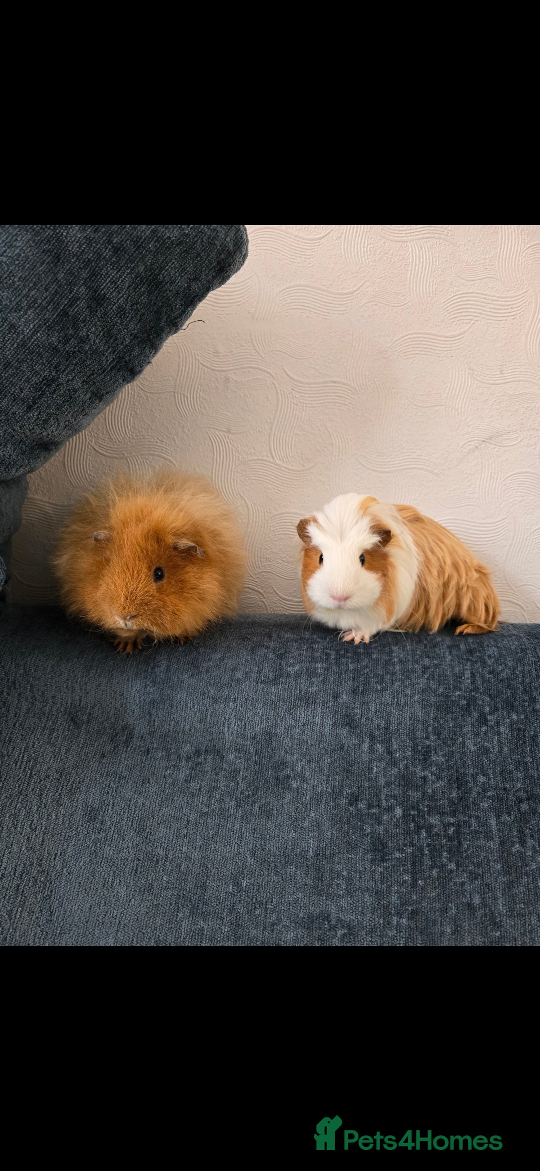 Guinea Pig rodents for sale: 2 Male Guinea Pigs - Image 1