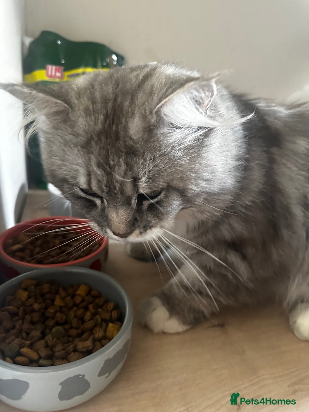 Mixed Breed cats for sale: 1 Ginger boy and 1 Tabby girl available  - Image 12