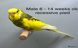 Budgerigars birds for sale: Beautiful baby budgies  - Image 9