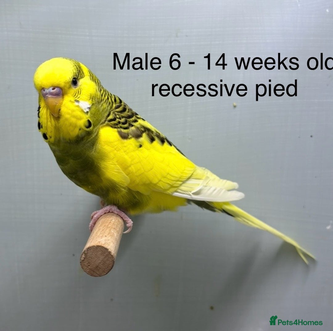 Budgerigars birds for sale: Beautiful baby budgies  - Image 9