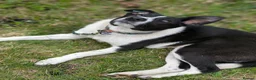 Mixed Breed dogs for adoption: ❤️🐶 RIABA – THE COMPANION EVERY FAMILY DREAMS OF in Burton-on-Trent - Advert 26