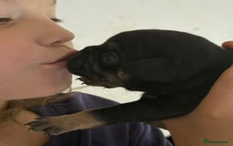 Frug dogs for sale: Puppies  - Image 10